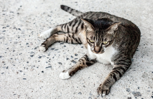 Meet Cecil College’s Feline Tenant